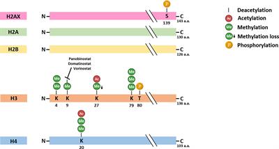 The Role of Histone Post-Translational Modifications in Merkel Cell Carcinoma